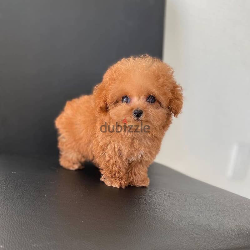 WhatsApp +4917629216066 toy poodle puppy for sale 0