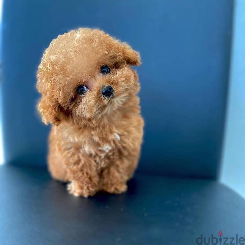 WhatsApp +4917629216066 toy poodle puppy for sale 1