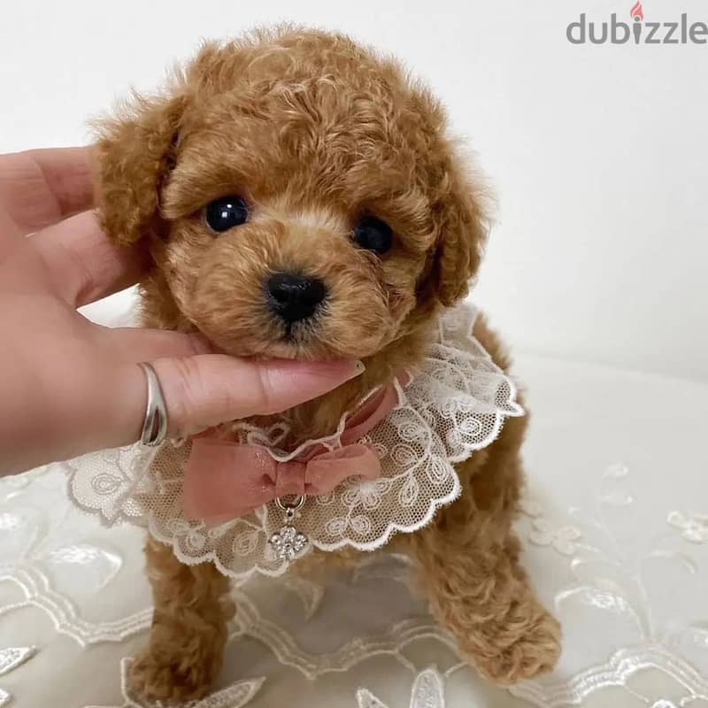Cute poodle for sale whatsapp +4917629216066 1
