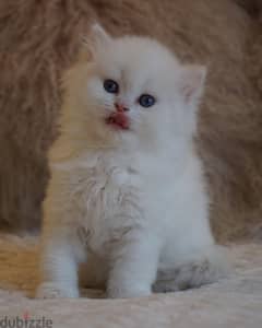 Purebreed Persian Kitten 0