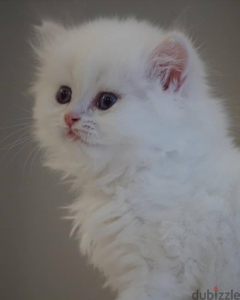 Purebreed Persian Kitten 1