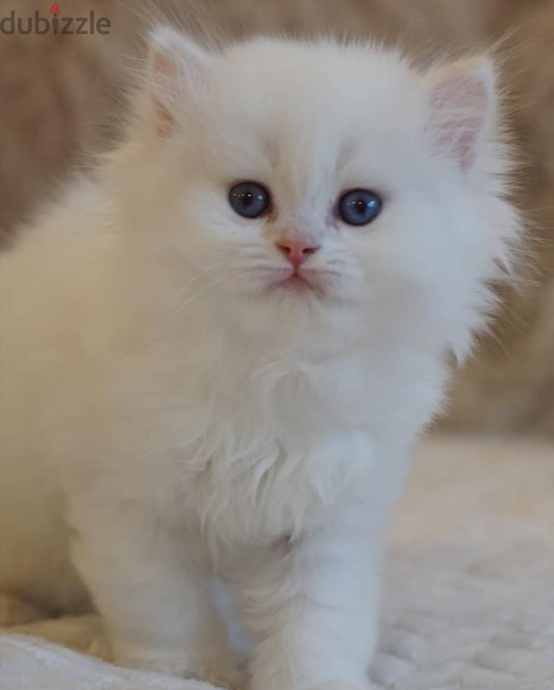 Purebreed Persian Kitten 2