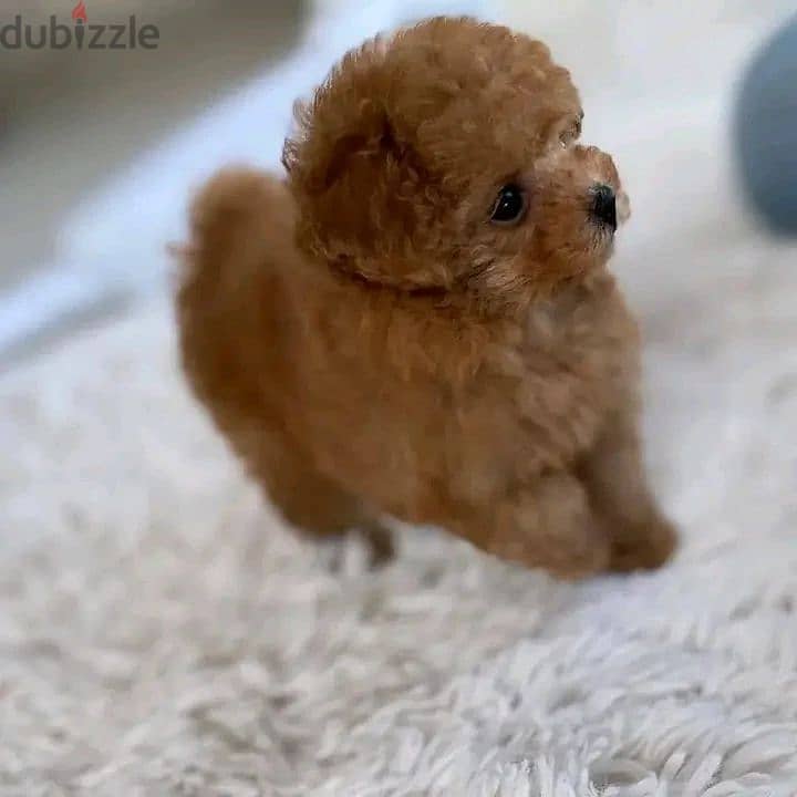Poodle Puppy 1