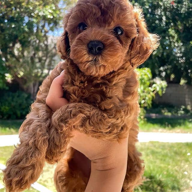Toy Poodle puppy whatsapp me +4917629216066 0
