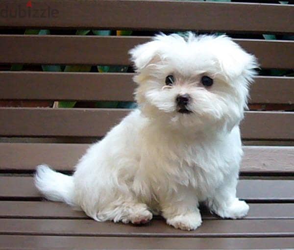 Pom maltese puppies store sale