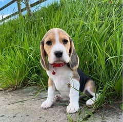Beagle Puppies Whatsapp me (+407 2516 6661)