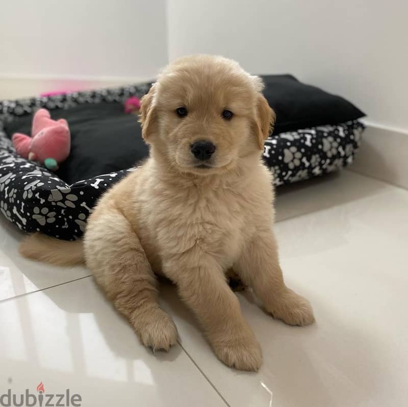 Golden Retriever puppy for sale whatsapp +4917629216066 0