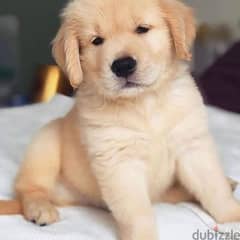 Golden Retriever puppy whatsapp +4917629216066 txt
