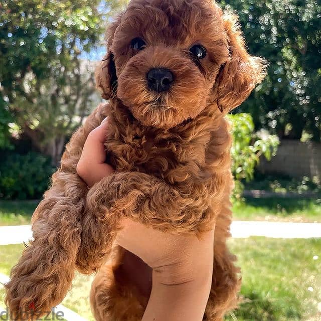 Poodle puppy whatsapp me +4917629216066 Toy poodle 0