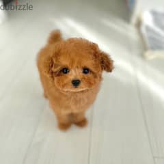 Mini Toy  Poodle