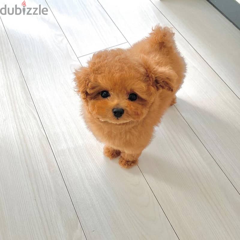 Mini Toy  Poodle 1