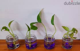 Money plant saplings in small glass jar with pebbles-66379610(5pm-9pm) 0