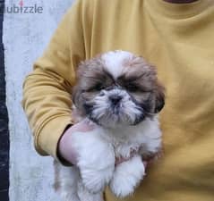 Shih Tzu Puppies Whatsapp me (+372 5817 6491) 0