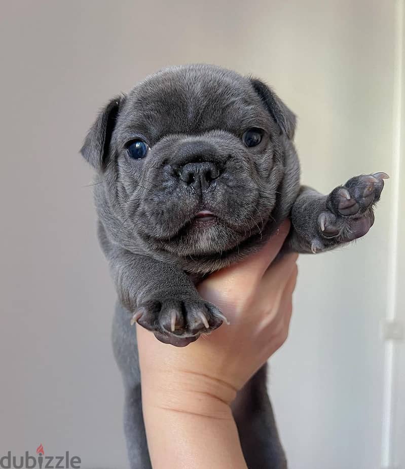 Pug bulldog puppies for 2024 sale