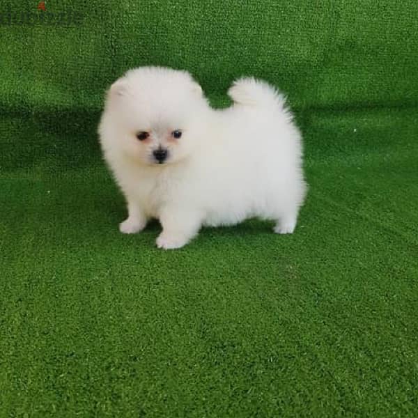 Female Poms puppy for sale 0