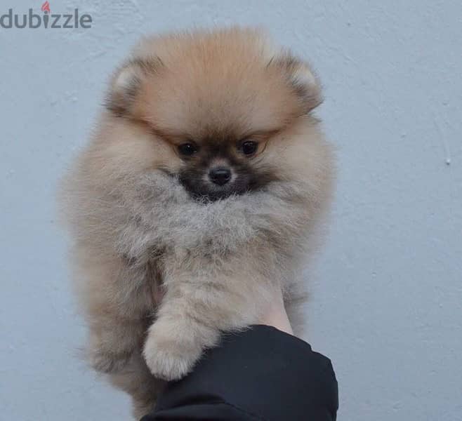 Male Pom puppy for sale 0