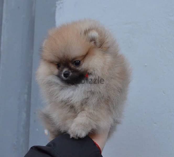 Male Pom puppy for sale 1