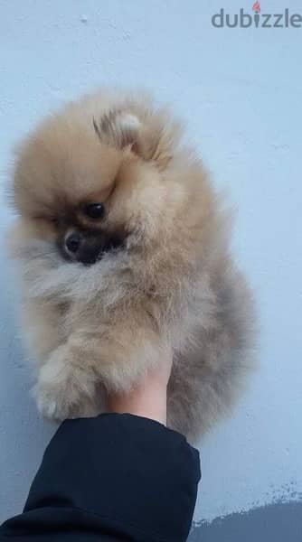 Male Pom puppy for sale 2