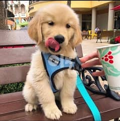 Male Golden R. puppy for sale 0