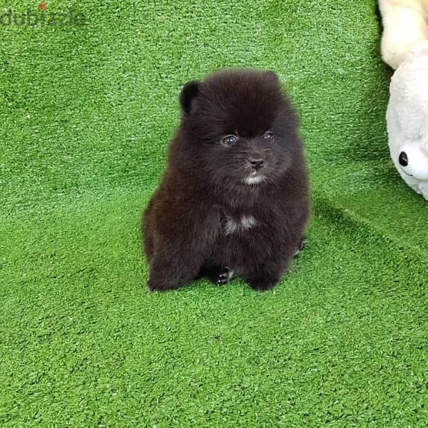 Black Female Pom puppy for sale 1