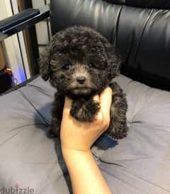 Black Poodl,e puppy for sale