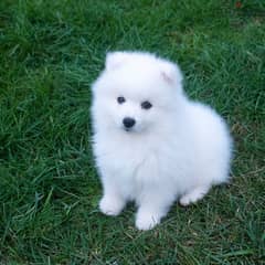 Japanese clearance spitz olx