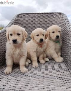 Whatsapp me (+372 5639 0026) Golden Retriever Puppies 0