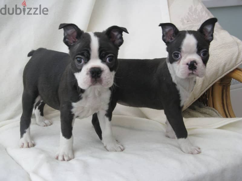 Gray boston terrier for hot sale sale