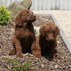 Chesapeake bay cheap retriever olx