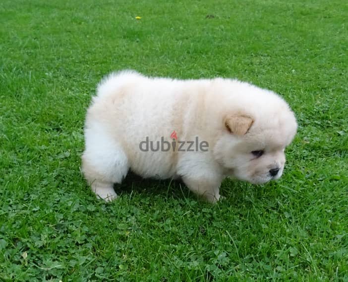 Pom chow store puppies for sale