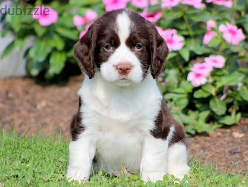 English springer sale spaniel stud service