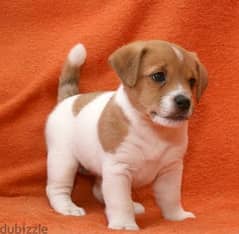 Olx jack hot sale russell puppies