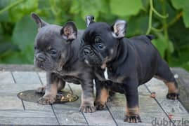 Whatsapp me (+972 55339 0294) French Bulldog Puppies 0