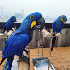 Whatsapp me (+372 5817 6491) Hyacinth Ma-caw Birds