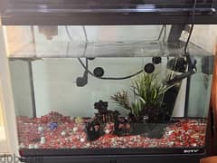 Complete Fish Tank with stand