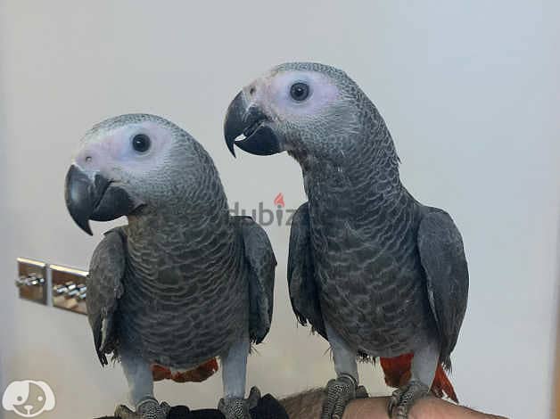 African Grey Parrot (Congo) 2