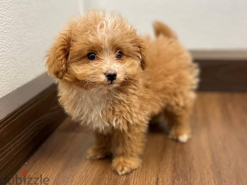 Pomapoo puppies hot sale for sale