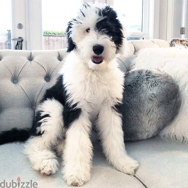 Old english hot sale sheepadoodle for sale