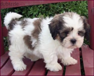 Shichon poo hotsell puppies near me