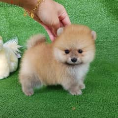 Trained Male Pomerania,n for sale