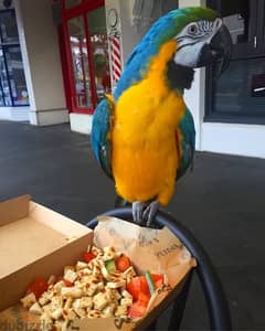 Blue & Gold Macaw 0