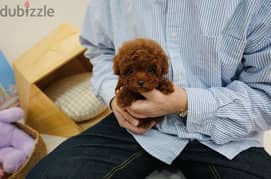100% Pure Poodle for sale. . WhatsApp ‪+1484,718‑9164‬