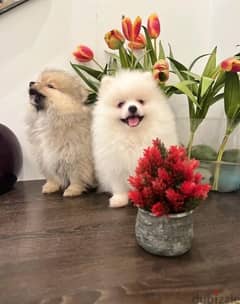 Pomer,anian puppy’s for sale. . WhatsApp ‪+1484,718‑9164‬