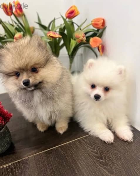 Pomer,anian puppy’s for sale , WHATSAPP :‪ +1 (484),718‑9164‬ ‬ 1