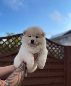 Whatsapp me (+372 5817 6491) Chow Chow Puppies