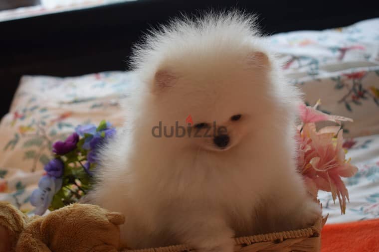 Pomeranian puppies available 1