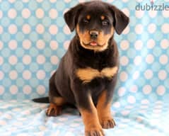 Whatsapp me (+966 57867 9674) Rottweiler Puppies