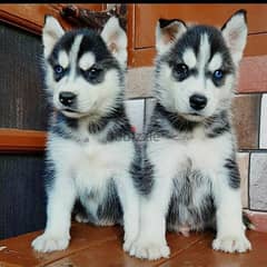 Whatsapp me (+966 57867 9674) Siberian Husky Puppies 0
