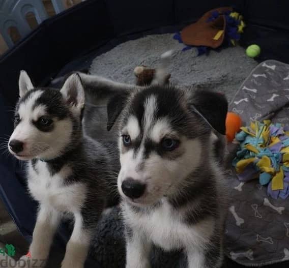 Whatsapp me (+966 57867 9674) Siberian Husky Puppies 1