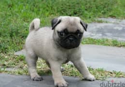 Whatsapp me (+372 5639 0026) Pug Puppies